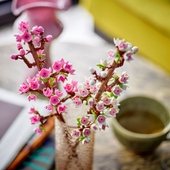 Cherry Blossoms 40725