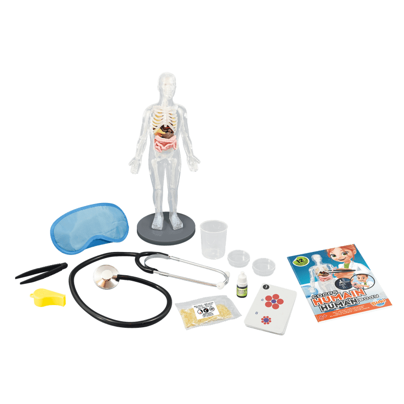 Human Body Anatomy Model