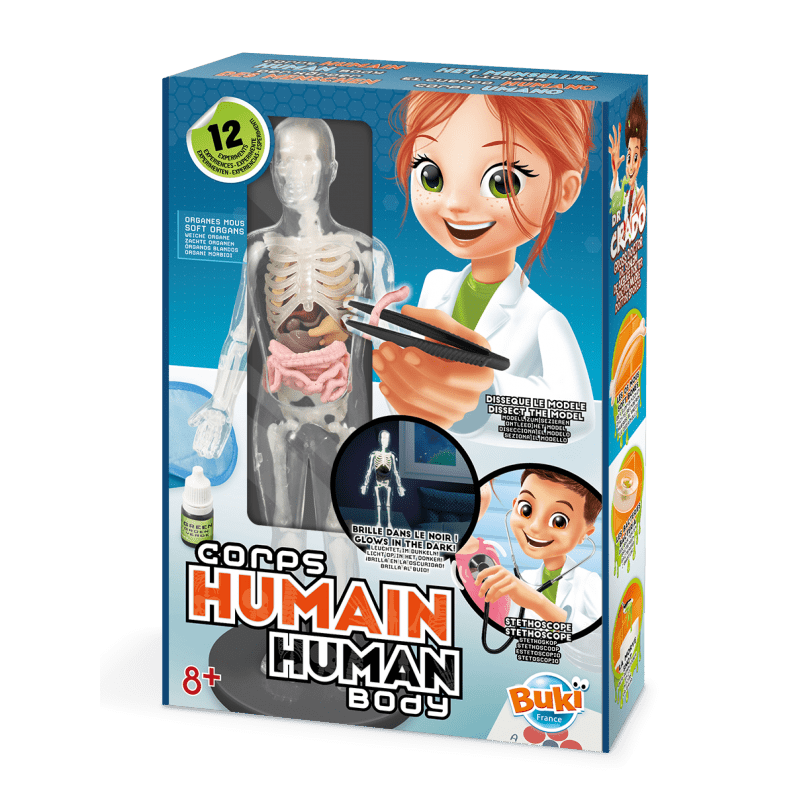 Human Body Anatomy Model