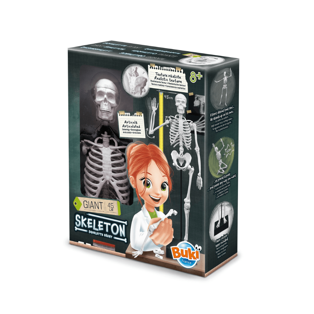 45 cm Skeleton Model